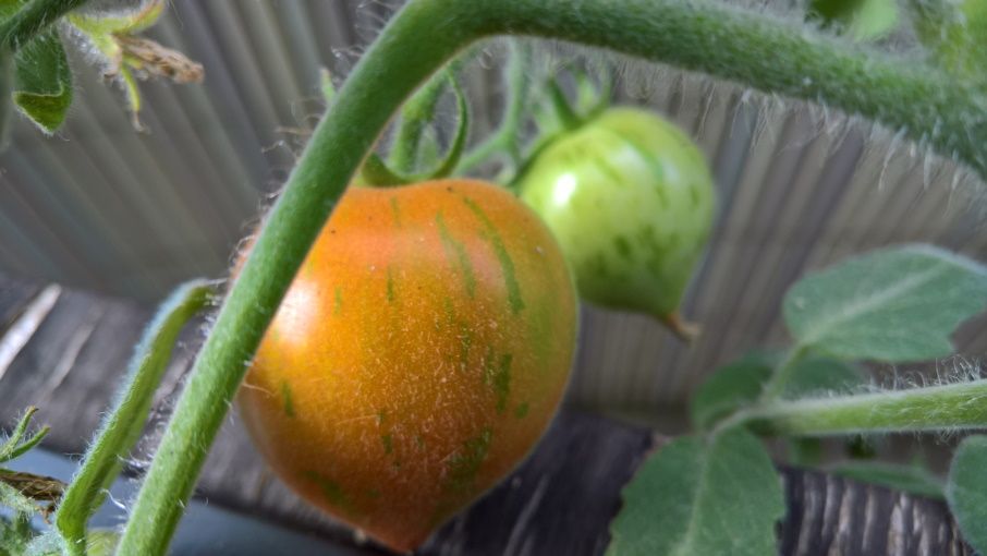 Tomaten - neue Anzucht in Darmstadt