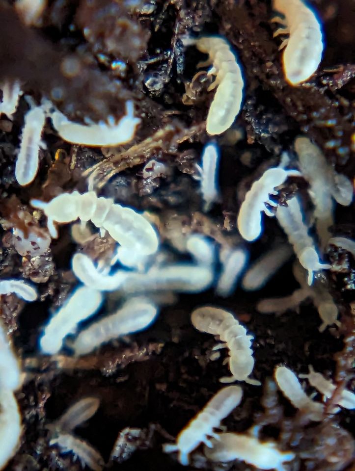 Weiße Springschwänze Onychiurinae sp. "Snowflakes" Bodenpolizei in Homburg