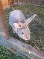 Marburger Feh Hase Kaninchen Weibchen Thüringen - Bad Langensalza Vorschau