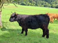 Highland Cattle - Schottisches Hochlandrind Hessen - Bad Endbach Vorschau