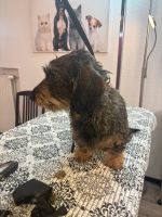 Hundefriseur Hundesalon Pfötchenglück Solingen Nordrhein-Westfalen - Solingen Vorschau