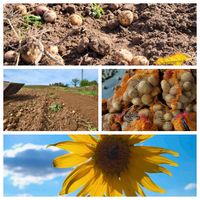 Bio-Kartoffeln Sachsen - Siebenlehn Vorschau