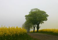 Gesellschafterin/Begleiterin gesucht? Niedersachsen - Seevetal Vorschau