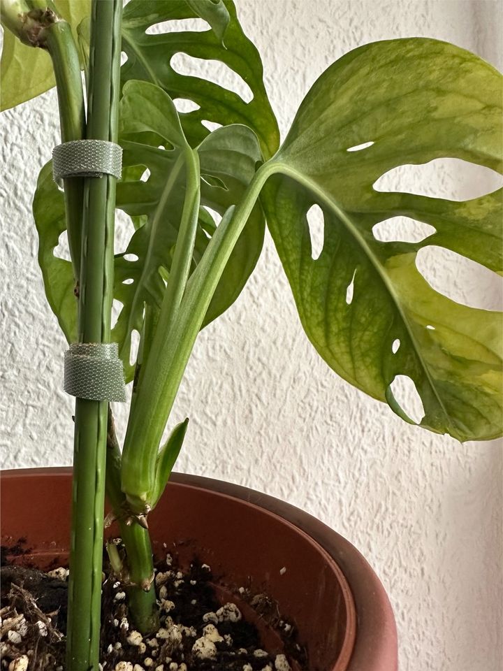 Monstera Adansonii Aurea Variegata in Hannover