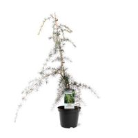 NEU: Cedrus deodara Pendula Hänge-Himalaya-Zeder 70-110cm Nordrhein-Westfalen - Nordkirchen Vorschau