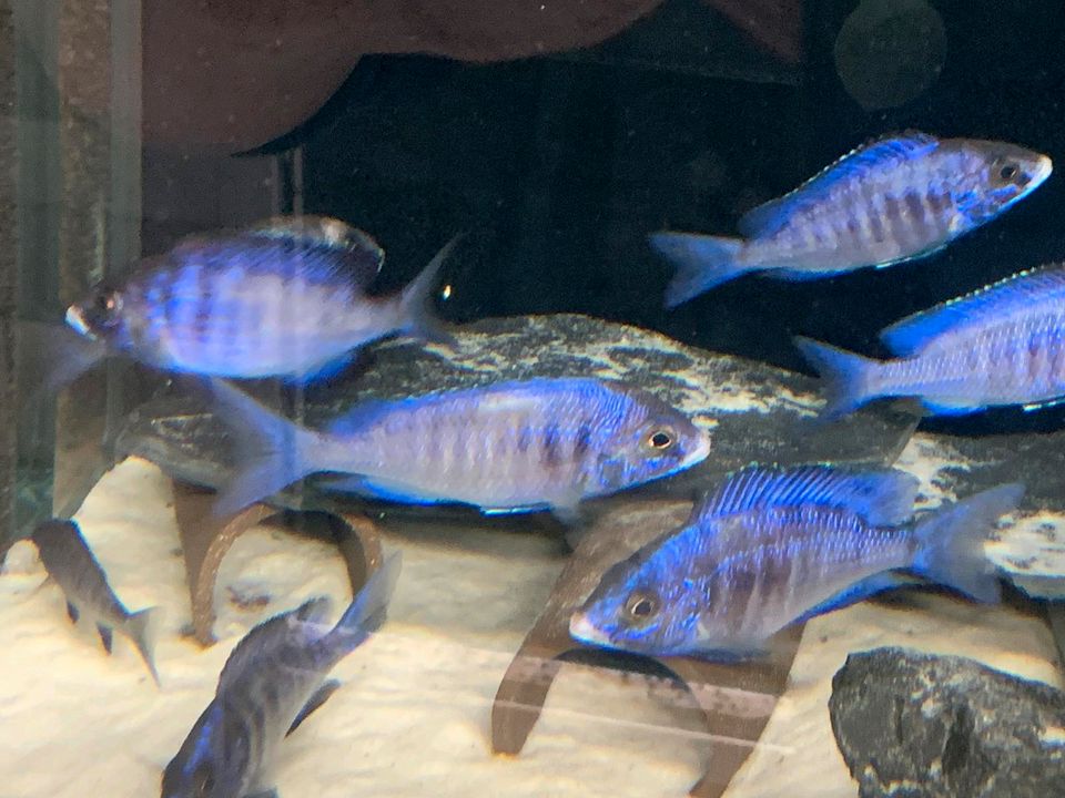 Malawi Züchter Buntbarsche in Vohburg an der Donau