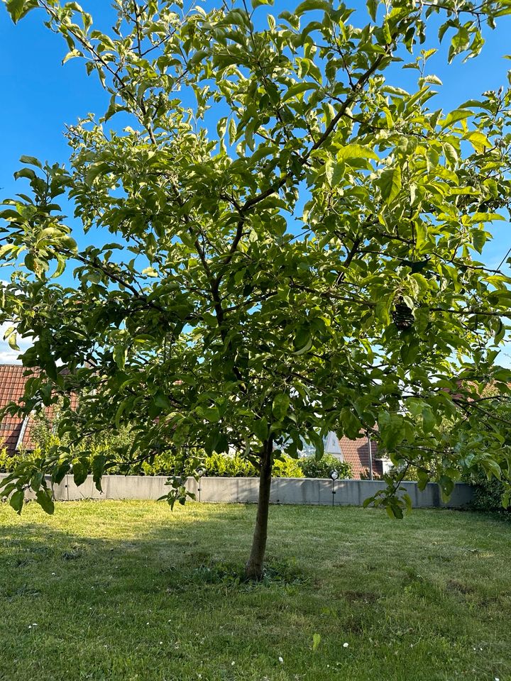 Apfel Baum in Wuppertal