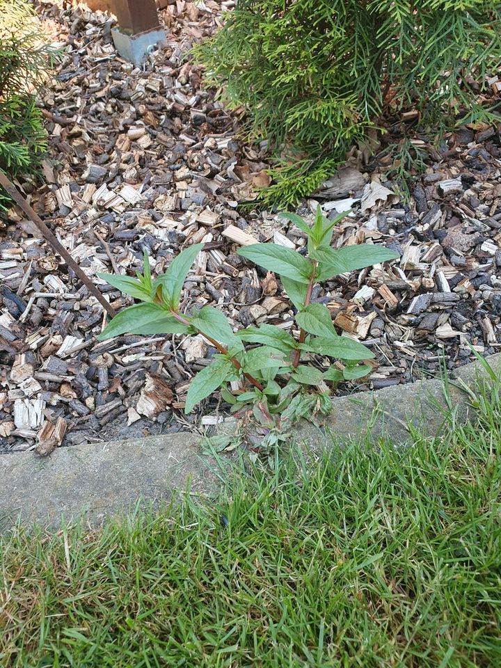 Ableger Sommerflieder in Bröckel