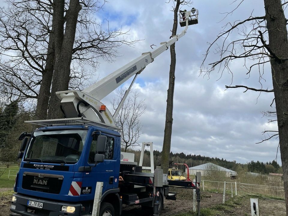 Baumpflege Baumfällung mit Hubarbeitsbühne/ Hebebühne 30 Meter in Hermannsburg