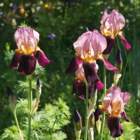 Schwertlilie Iris TB "Indian Chief" historische Sorte Pflanze Nürnberg (Mittelfr) - Aussenstadt-Sued Vorschau