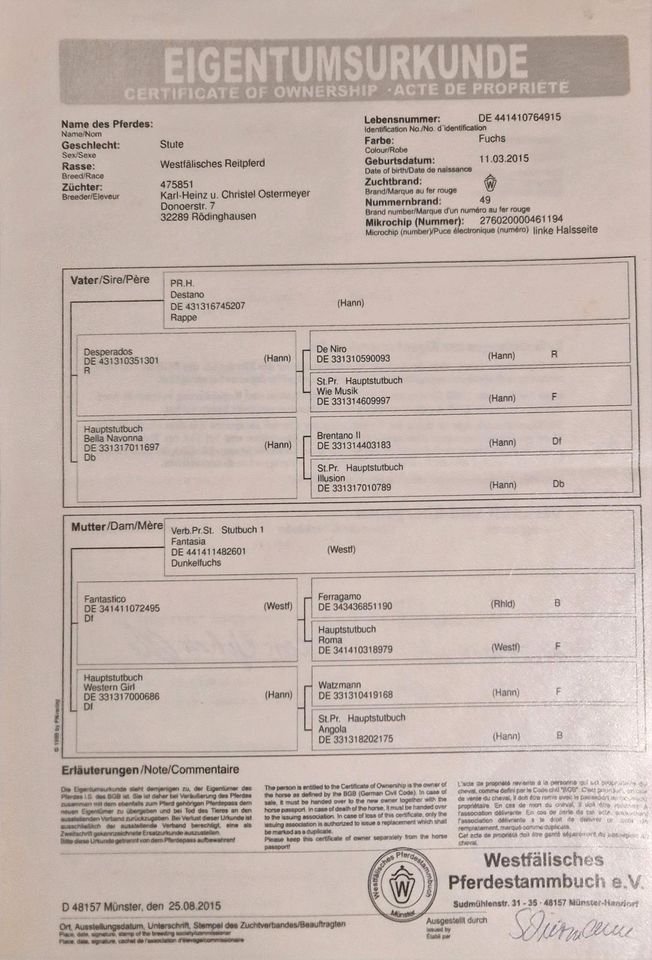 Zuchtstute von Destano in Witzenhausen