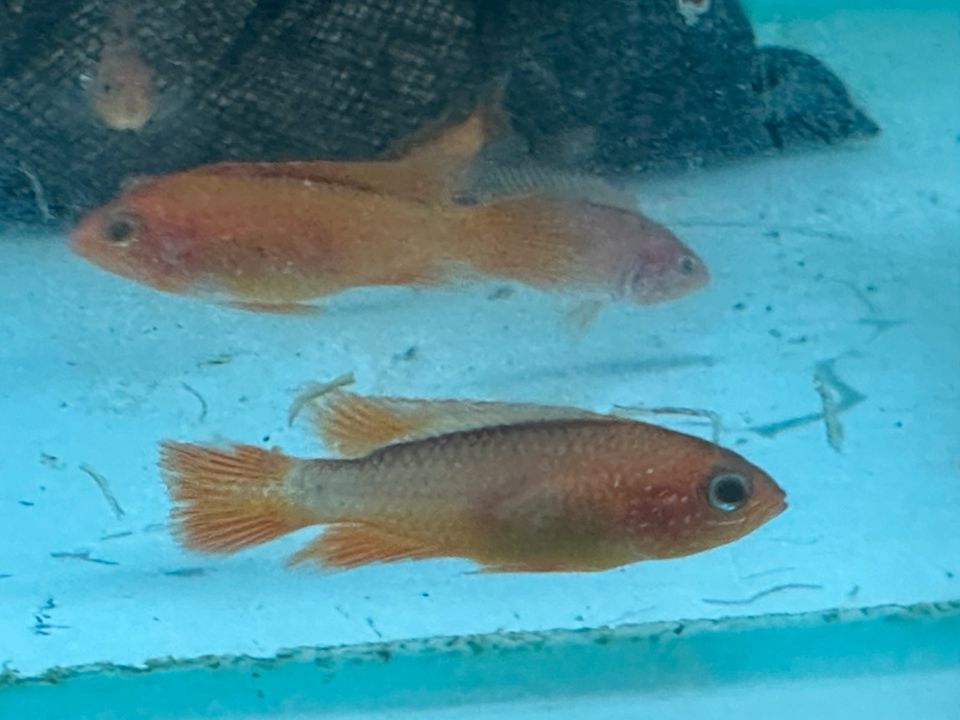 Apistogramma Agassizii Red Fire in Lüdenscheid