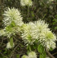 Großer Federbuschstrauch 30-40cm - Fothergilla major Niedersachsen - Bad Zwischenahn Vorschau