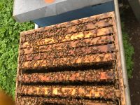 Bienen Ableger 4 Waben auf Dadant modifiziert Nordrhein-Westfalen - Mönchengladbach Vorschau