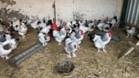 Reinrassige Sundheimer Hühner abzugeben Nordrhein-Westfalen - Willich Vorschau