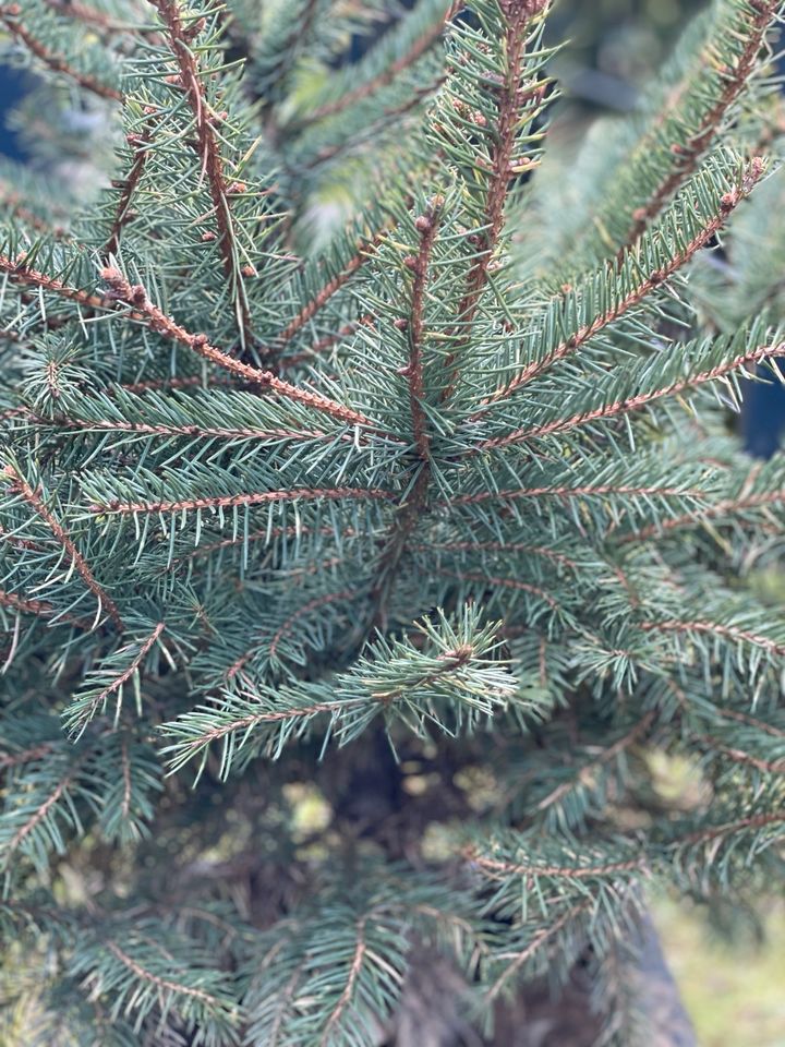 Tannenbaum zum auspflanzen in Meerbusch