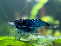 ⭐️Blue Velvet / Blue Dream Garnele (Neocaridina davidi) -DNZ-⭐️ Brandenburg - Borkwalde Vorschau