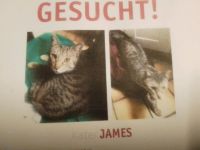 Kater James gesucht Bayern - Reckendorf Vorschau