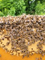 Bienenvölker Bayern - Memmingen Vorschau