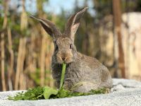 Deutsche Riesen Kaninchen und Mix Weibchen und Rammler 4 Monate Frankfurt am Main - Praunheim Vorschau