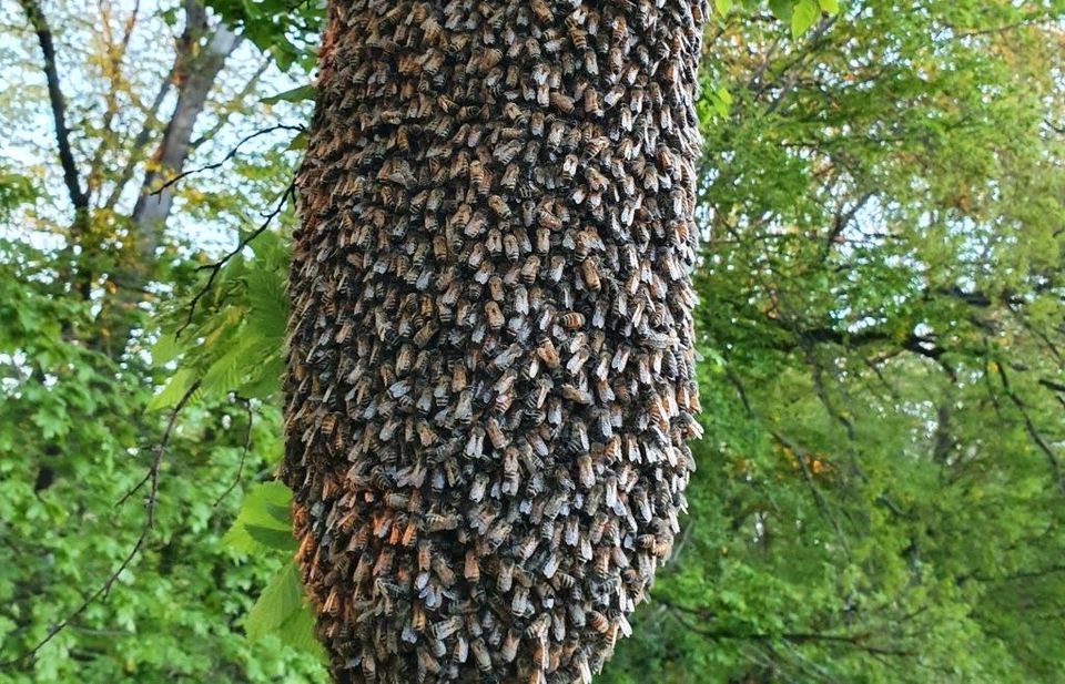 Bienenschwarm Helfer in Neu Ulm