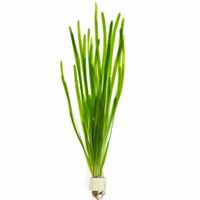 ☑️Top☑️ Vallisneria Mini Aquarium Pflanze ◀️ Sachsen - Leisnig Vorschau