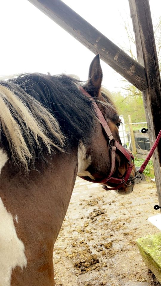 Lewitzer Mix Reitpony in Öhringen