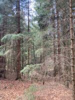 Wald-/ Landwirtschaftliche Fläche (Weideland) in Hinterschmiding Bayern - Hinterschmiding Vorschau