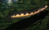 Channa marulius (Kobra-Schlangenkopffisch) 20cm Duisburg - Meiderich/Beeck Vorschau