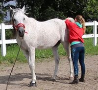 Pferdetraining, Verhaltenstraining, Medical Training Hessen - Wolfhagen  Vorschau