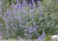 Katzenminze - nepeta - blau - winterhart - Insektenfreundlich Baden-Württemberg - Sachsenheim Vorschau