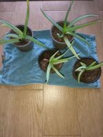 Vier Aloe Vera Ableger Pflanzen Nordrhein-Westfalen - Kleve Vorschau
