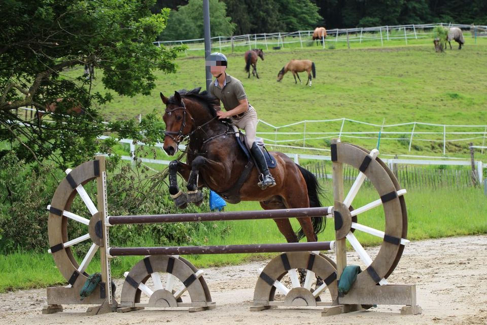 Springpferd, 10 J. Wallach, 1,77m, Last Man StandingXChacco Blue in Aachen