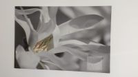 Unikat Leinwanddruck Magnolie 120 x 80 cm Berlin - Lichtenberg Vorschau