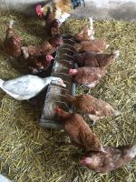 Hühner zu verkaufen Nordrhein-Westfalen - Erwitte Vorschau