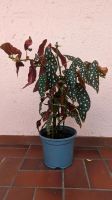 Zimmerpflanze Begunia maculata Obergiesing-Fasangarten - Obergiesing Vorschau
