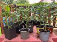 Tomatenpflanzen abzugeben Dresden - Altfranken Vorschau