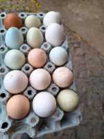 Frische Eier zu Verkaufen aus Freilandhaltung Hessen - Ottrau Vorschau