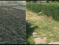 Gartenarbeit Beet umgraben Hecke schneiden Gartenpflege Sachsen-Anhalt - Magdeburg Vorschau