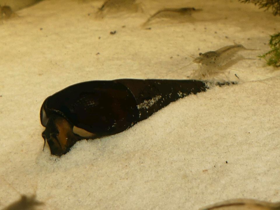 ⭐ Teufelsdornschnecke - Faunus ater Aquarium in Northeim