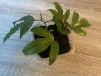 Maracujapflanze Maracuja 3€ Nordrhein-Westfalen - Witten Vorschau