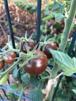 Schwarze Kirschtomate Cherry Tomaten Pflanzen Bio Hessen - Heusenstamm Vorschau