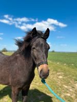 Islandpferd x Speed Racking Horse Wallach Sachsen - Weißenberg Vorschau