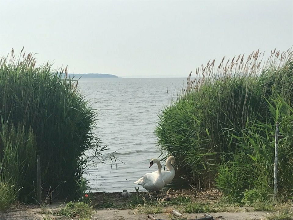 Bungalow Einfamilienhaus Wassergrundstück Ostsee Meerblick in Dresden