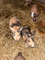Junge Kaninchen verschiedene Rassen Thüringen - Wachstedt Vorschau