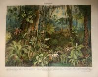 Vintage Poster Druck Tropenwald Dschungel Botanik  Jungle Berlin - Charlottenburg Vorschau