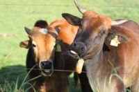 Zwerg Zebu Bulle Kuh Kalb Rheinland-Pfalz - Kottenborn Vorschau