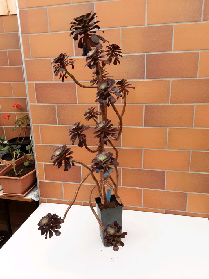Aeonium Rosettenbaum in Weißwasser