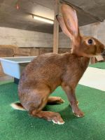 Kaninchen zu verkaufen Nordrhein-Westfalen - Waldfeucht Vorschau