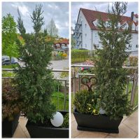 2 Zypressen Thuja Pflanzen Hecke Höhe 1,80 m Bayern - Wackersdorf Vorschau